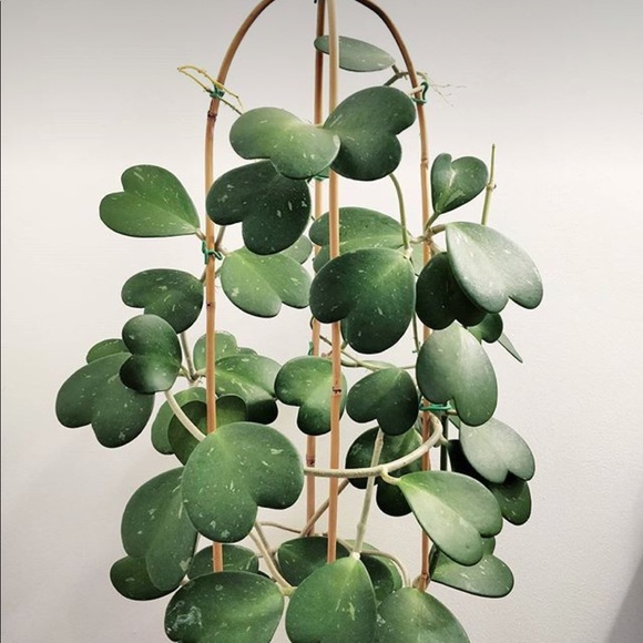 Meet your Posher, Kiley - Picture 1 of 1